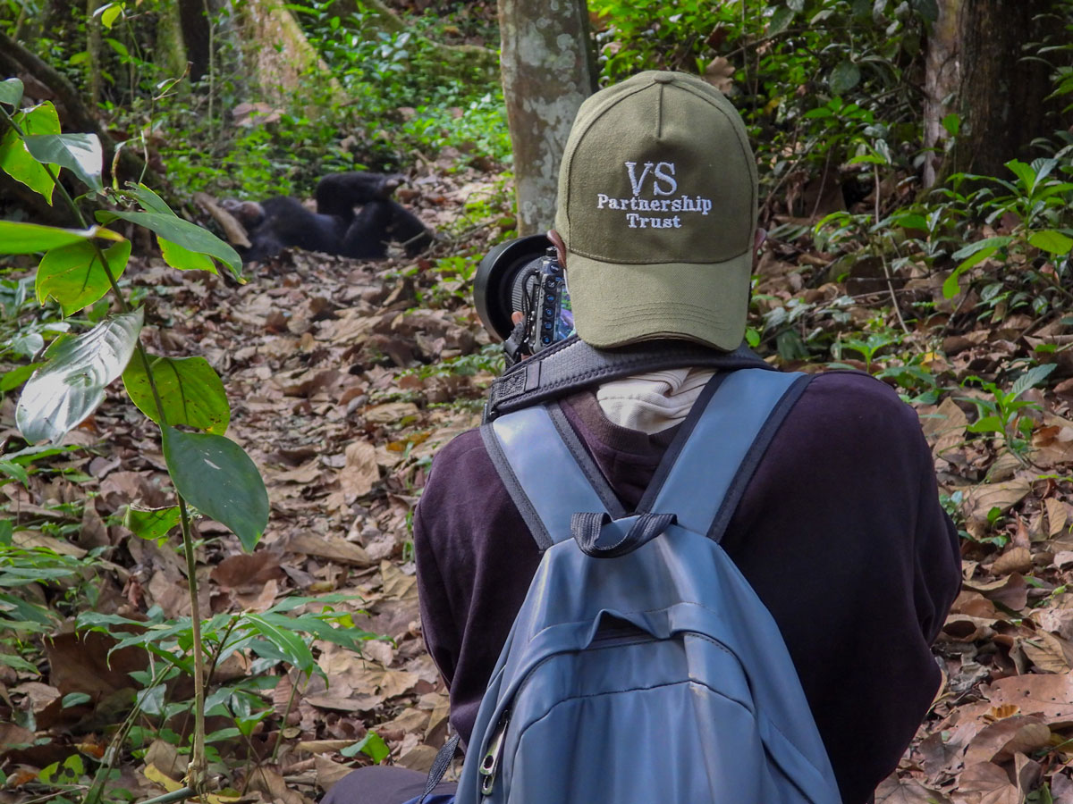 Volcanoes Safaris Partnership Trust First Update from Chimpanzee Monitoring Project in Kyambura Gorge, Uganda