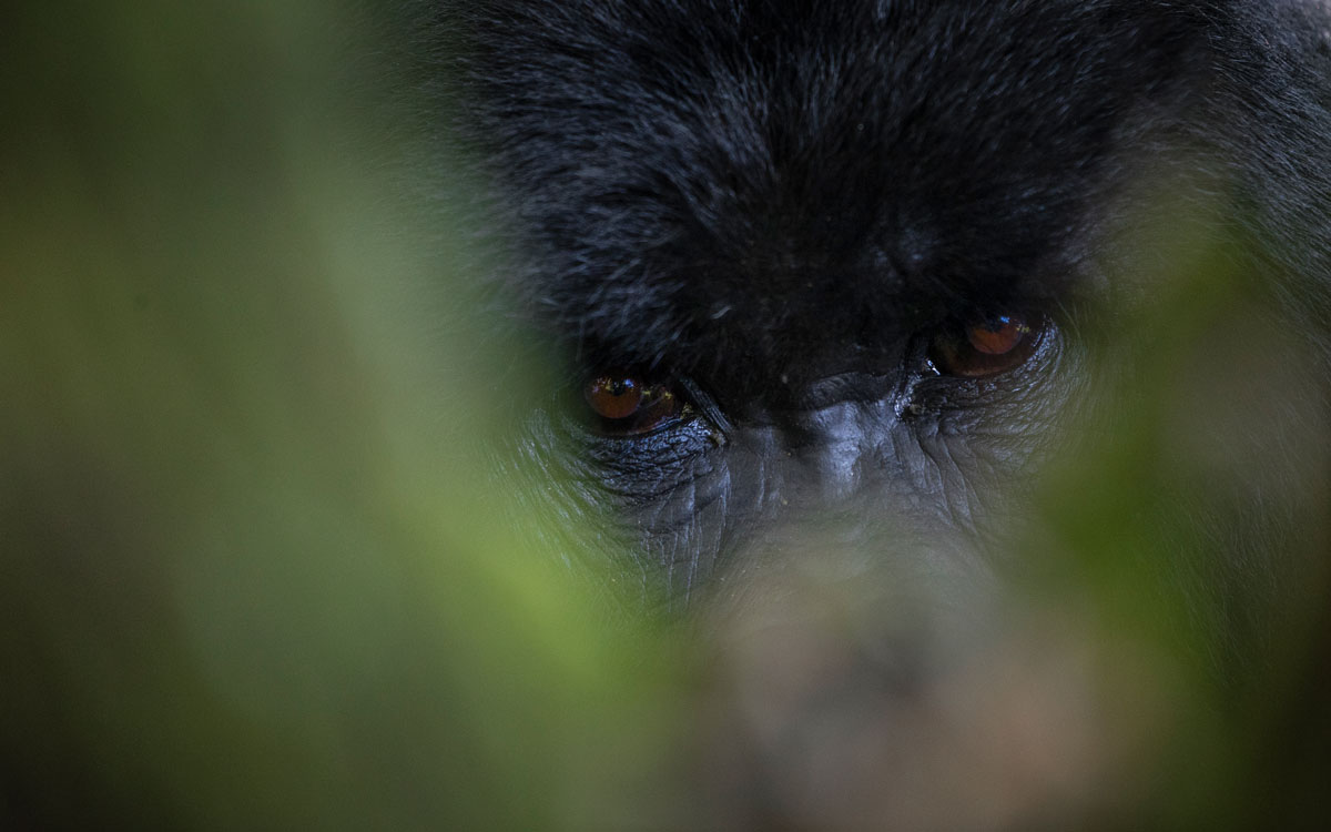 Volcanoes Safaris Partnership Trust Appeal for Our Conservation and Community Projects