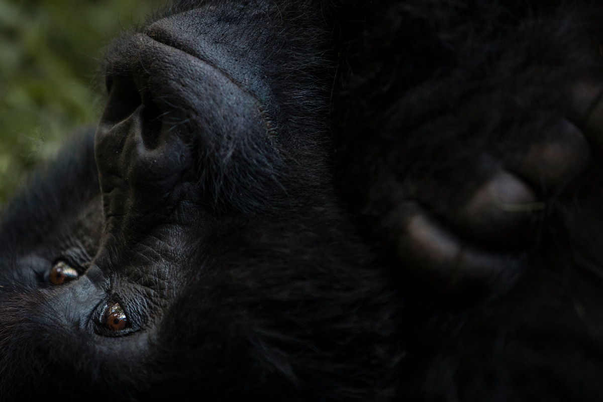 Kyambura Gorge Lodge and Virunga Lodge Recognized in Condé Nast Traveler Reader's Choice Awards 2023
