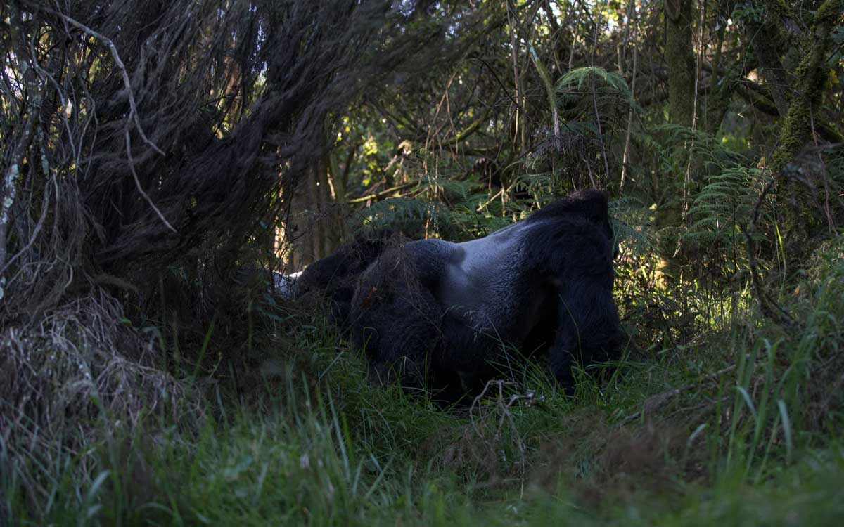 5 Essential Tips for Photographing Mountain Gorillas - Tom Way's Guide