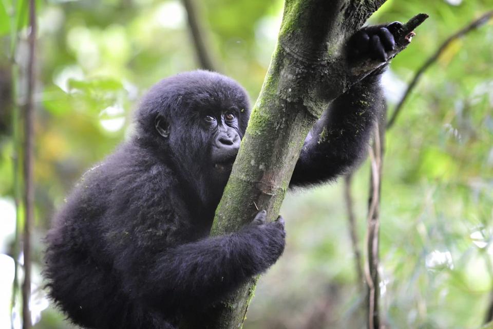 Volcanoes Safaris celebrates World Gorilla Day!