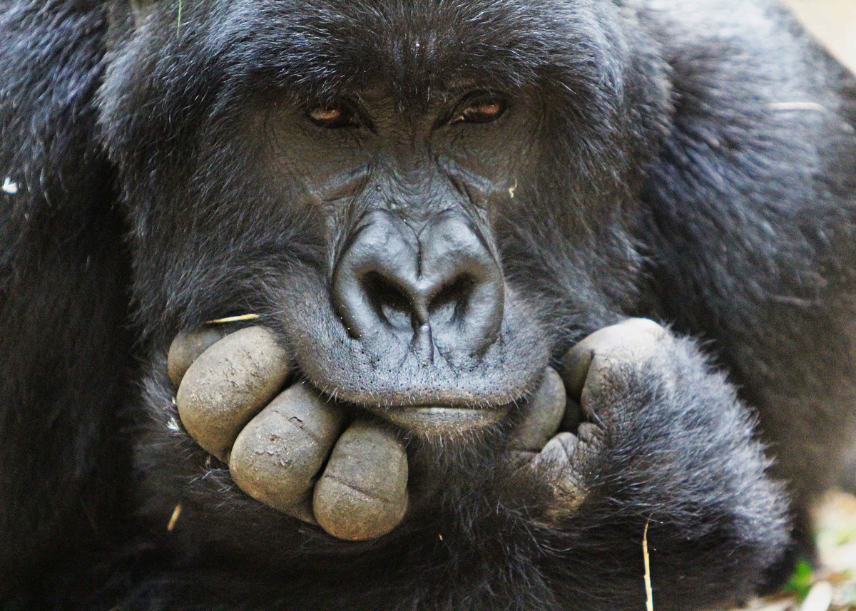 Update on the 2024 Kyambura Lion Census in Queen Elizabeth Conservation Area