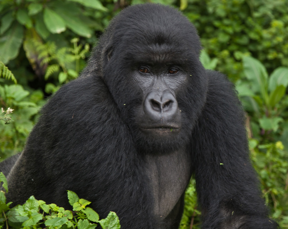 Kyambura Lion Monitoring Project Supported by Lion Recovery Fund