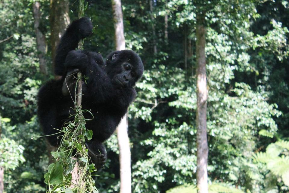 Thanksgiving Appeal for Community and Conservation Projects