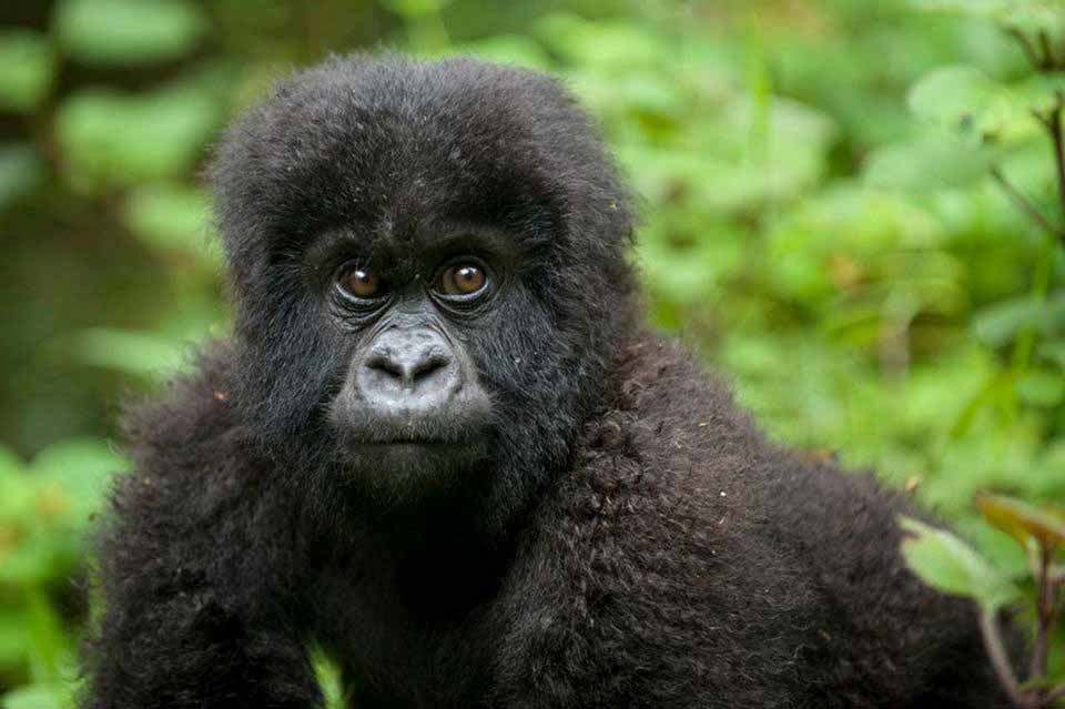 Gorilla baby born in Bwindi!