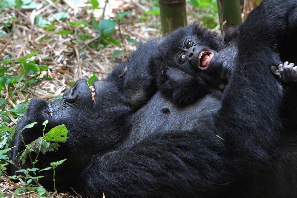 CNN Features Volcanoes Safaris’ 25 year Journey In Great Ape Ecotourism