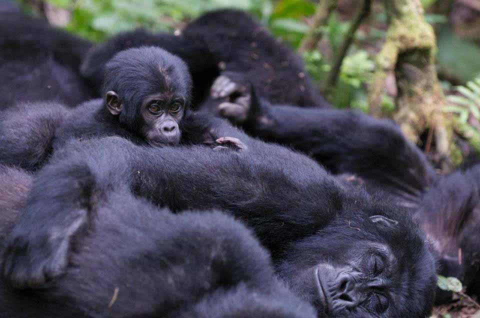 Gorilla Baby Born In Virunga National Park, Rwanda