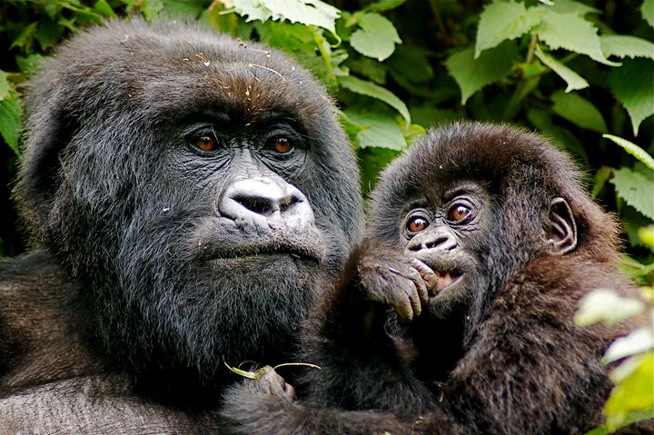 New Film Release: Celebrating Twenty Years Of Gorilla Conservation And Ecotourism At Virunga Lodge, Rwanda