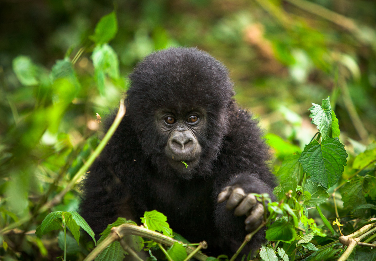 2025 Special Offer: Complimentary Gorilla Permit