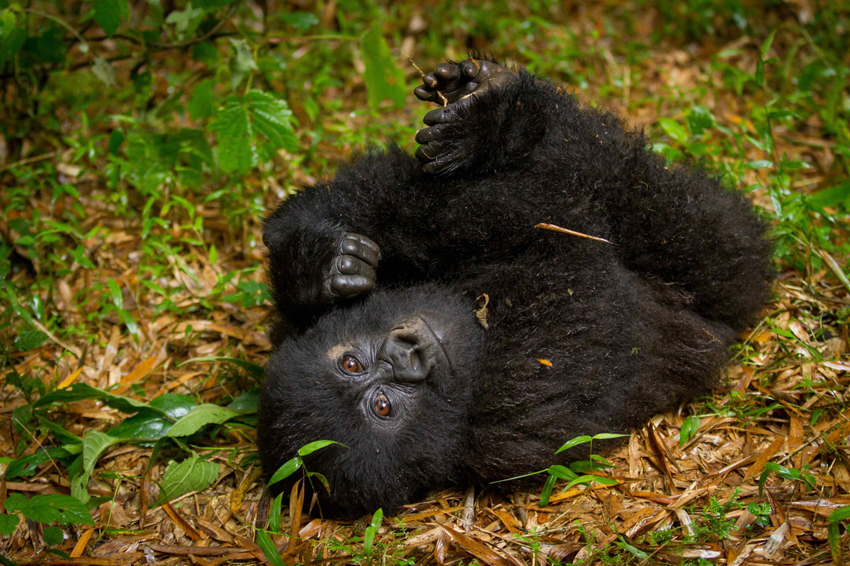Launch of Pangolin Monitoring Project at Kyambura Gorge Lodge