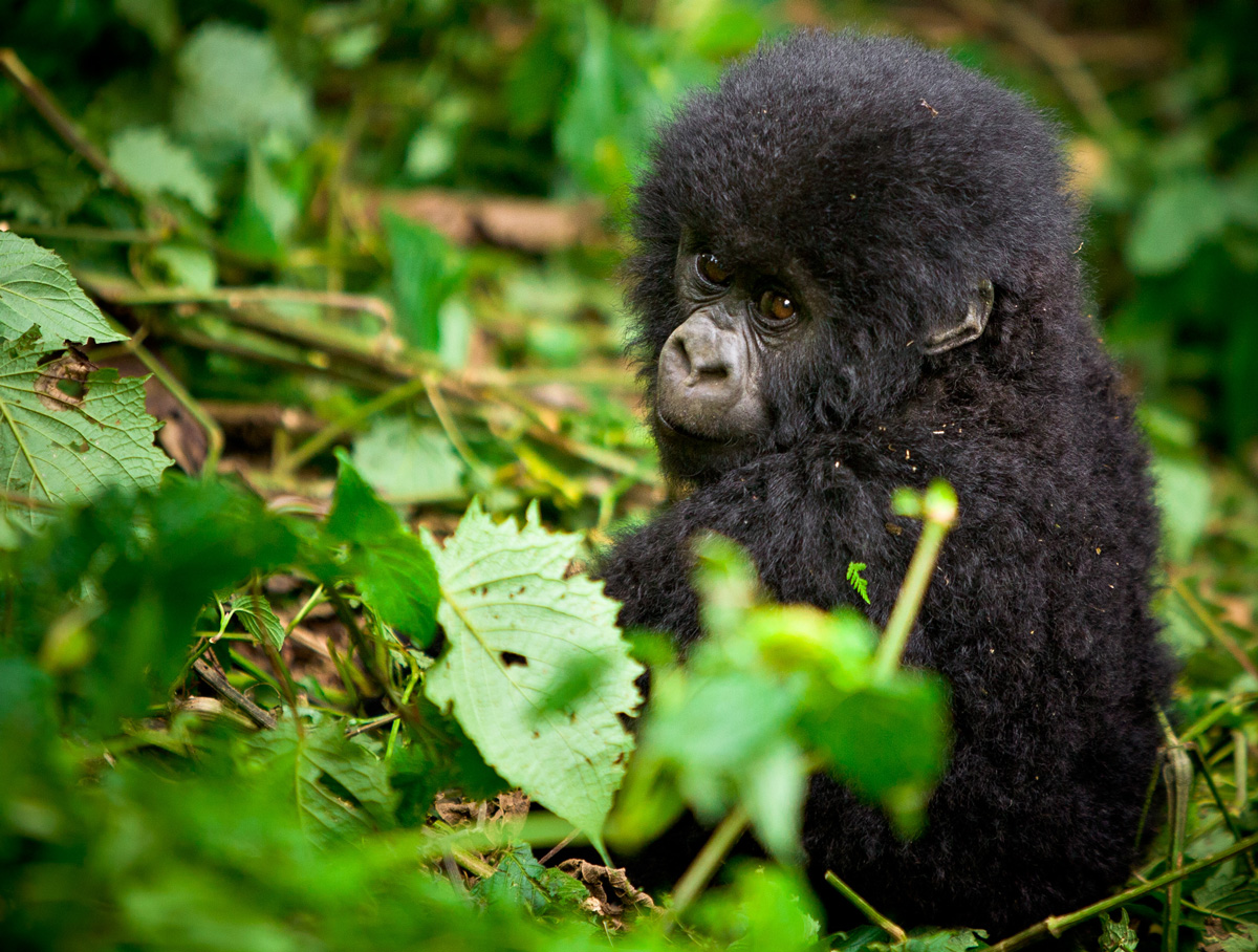 Kyambura Lion Monitoring Team named a recipient of the 2025 Adventure Travel Conservation Fund grant