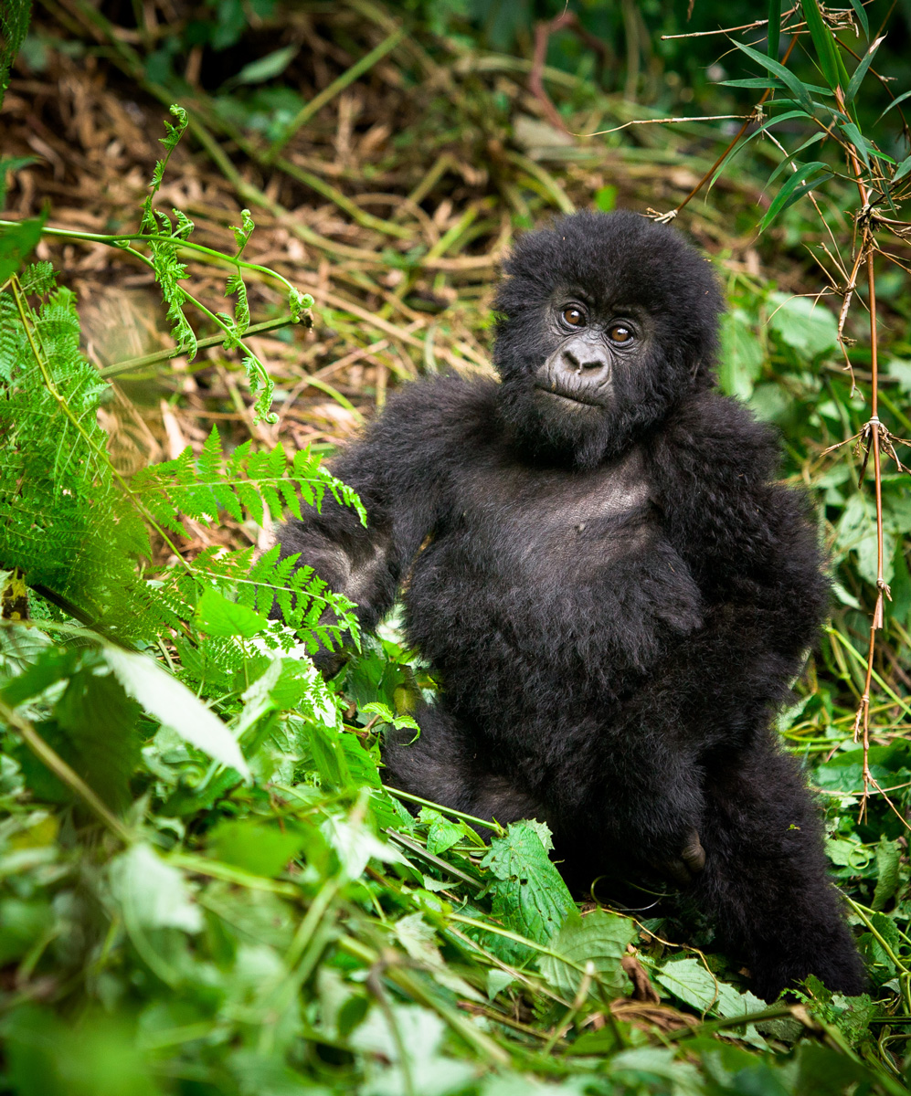 Bwindi Lodge Celebrates 25 Years of Pioneering Gorilla Ecotourism in Uganda
