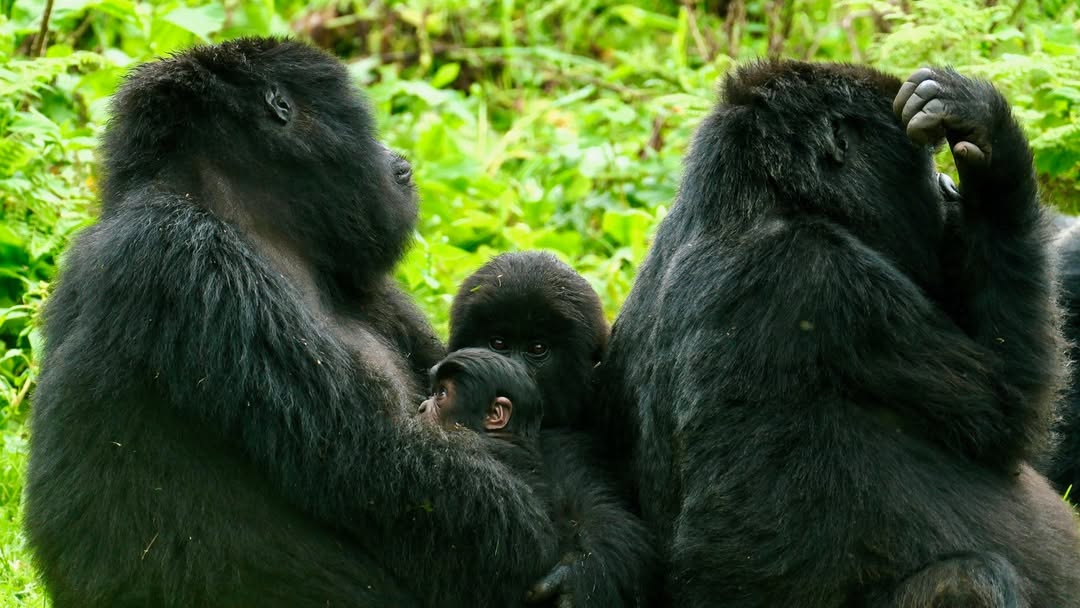Gorilla baby born in Volcanoes National Park