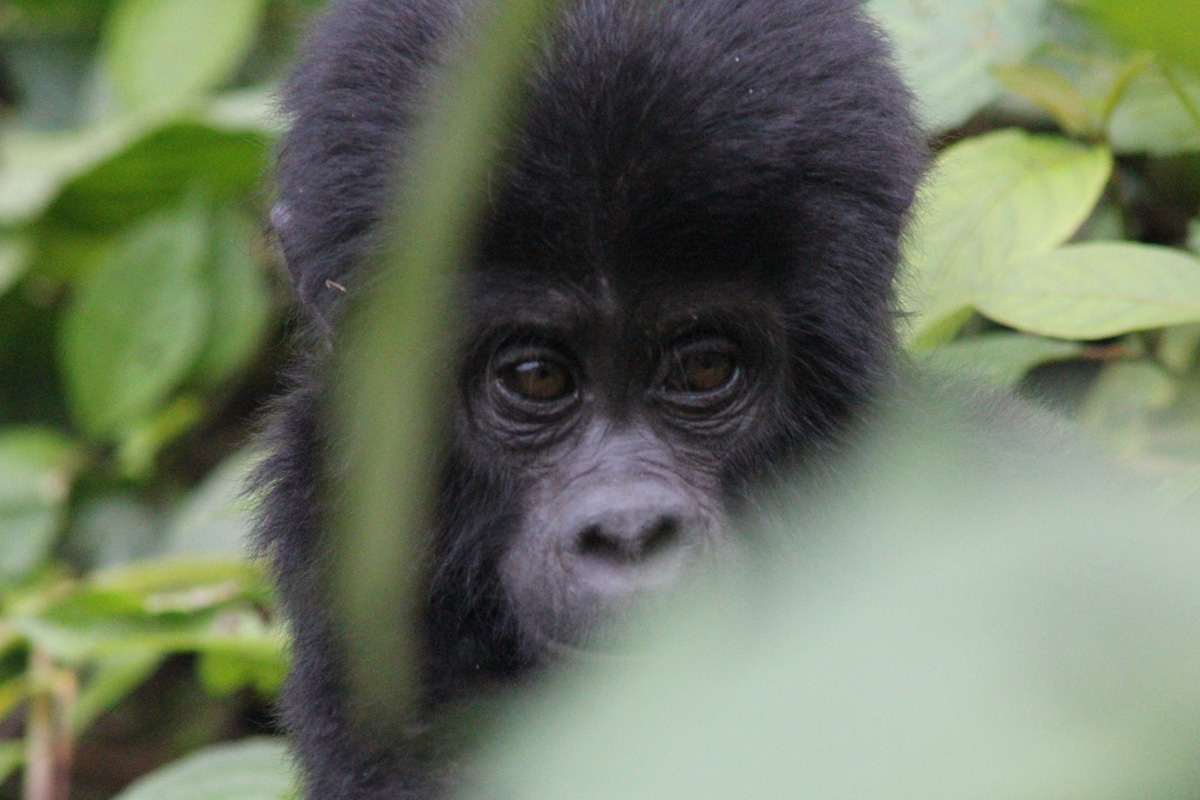Launch of New Chimpanzee Specialist Safari in Uganda: Kibale and Kyambura