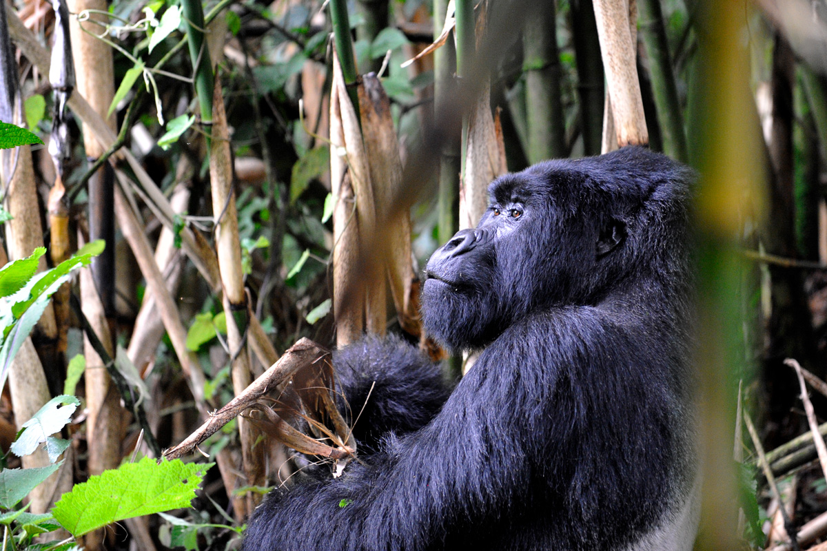What to Expect on a Chimpanzee Trek