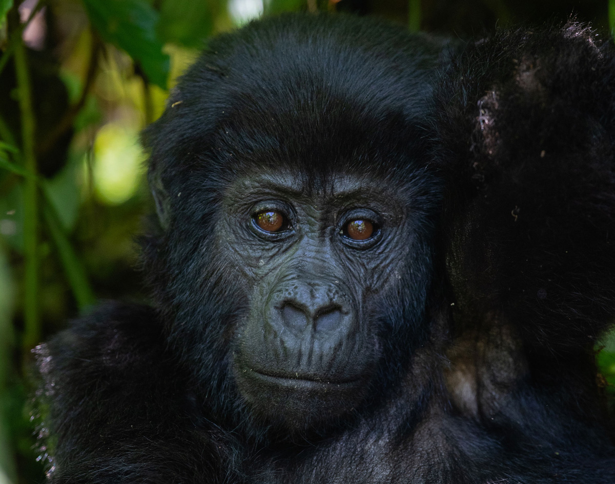 Kyambura Lion Monitoring Team sign Uganda Wildlife Authority’s 10-Year Strategic Action Plan for Large Carnivore Conservation