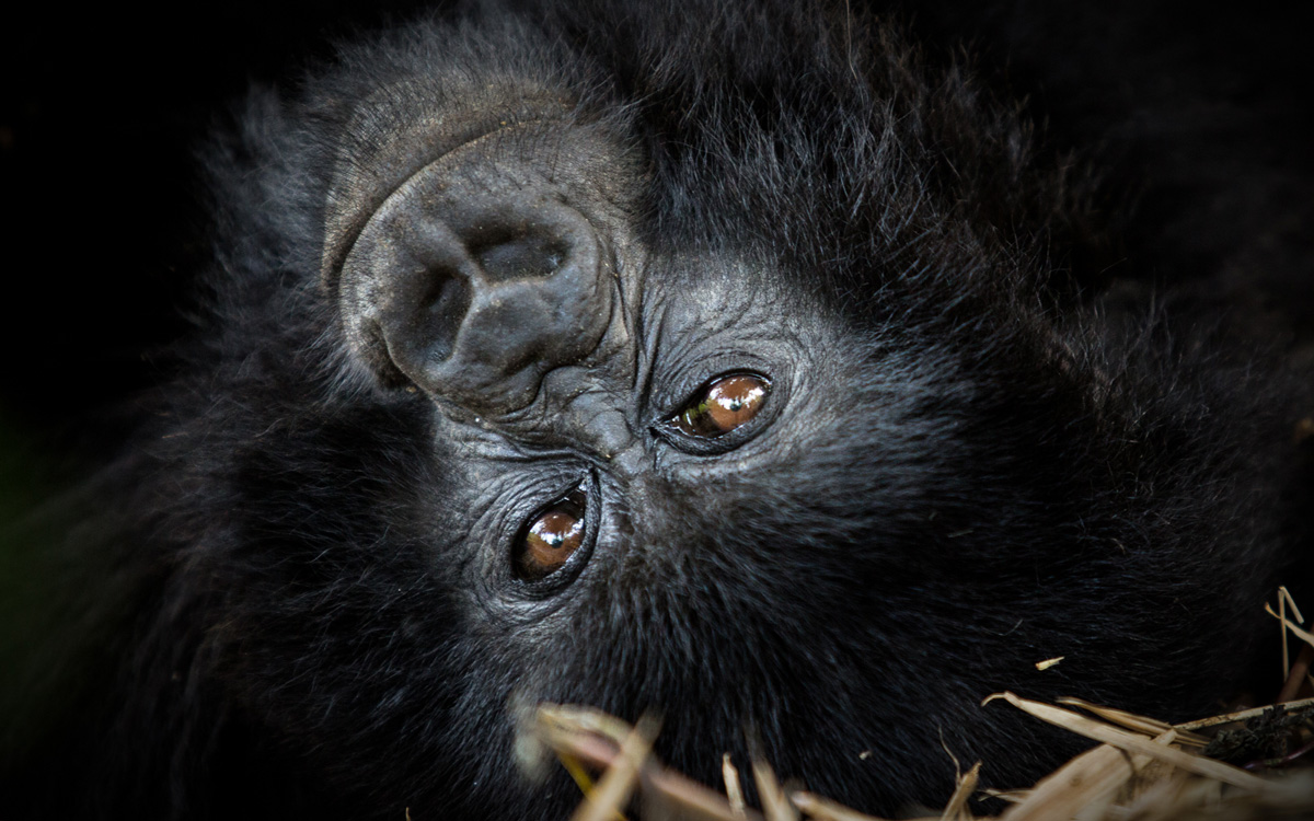 New Baby Gorilla Born to Wilungula Family