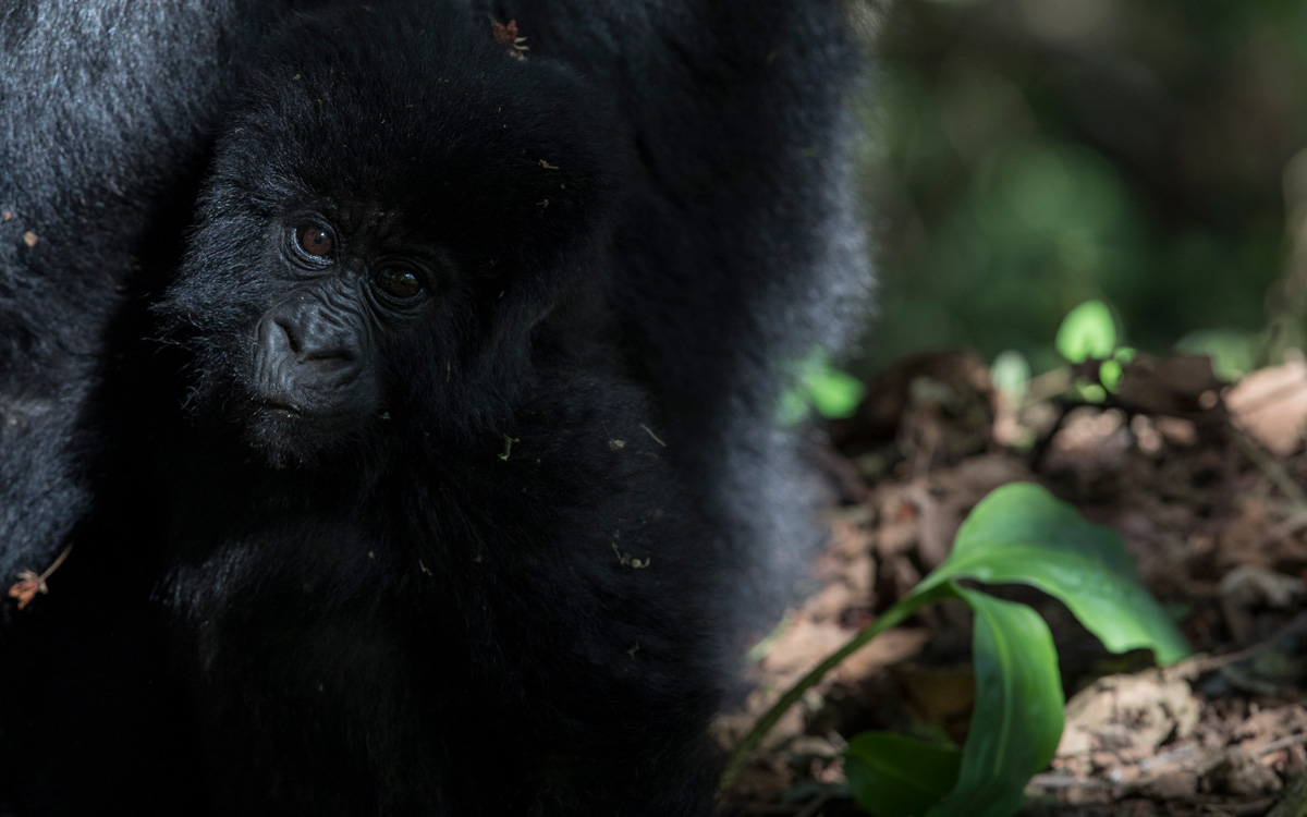 Bwindi Lodge 25th Anniversary Special Offer: Free Gorilla Permit