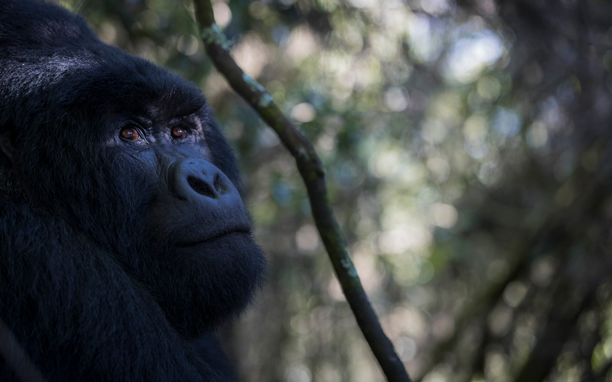 Marking 100 years of mountain gorilla conservation: the creation of Virunga National Park DRC, 1925 and of Volcanoes National Park, Rwanda 1927
