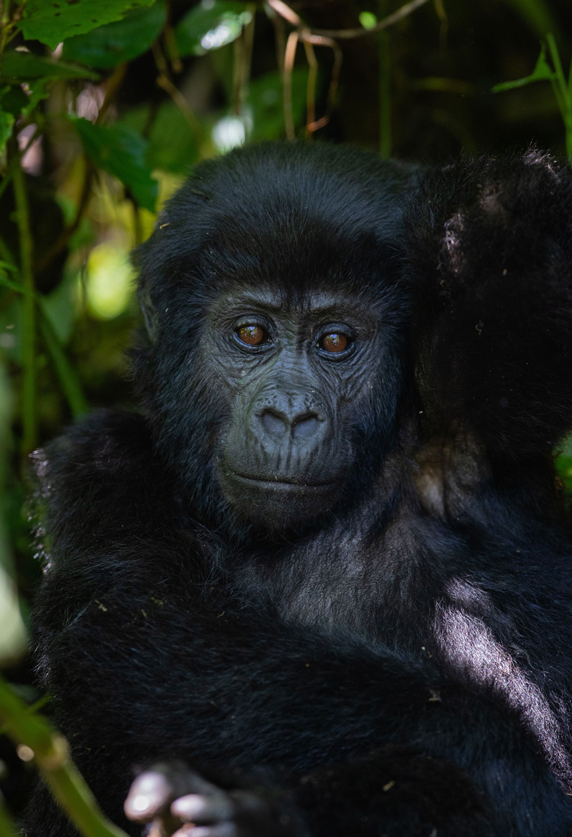 Launch of Mountain Gorilla and Inaugural Chimpanzee Census in the Bwindi-Sarawabi Ecosystems