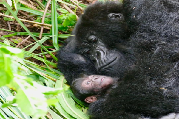 Bwindi Gorilla Conservation Center