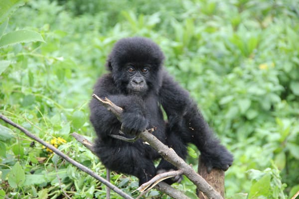 Akagera National Park to Welcome 70 White Rhinos from South Africa