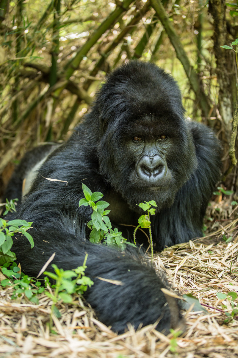 Volcanoes Safaris Sales Team Members Recognised as Condé Nast Traveller Top Traveler Specialists for 2025