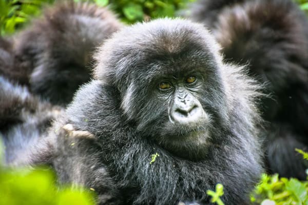 Vote for Volcanoes Safaris in the Condé Nast Traveler's Readers' Choice Awards