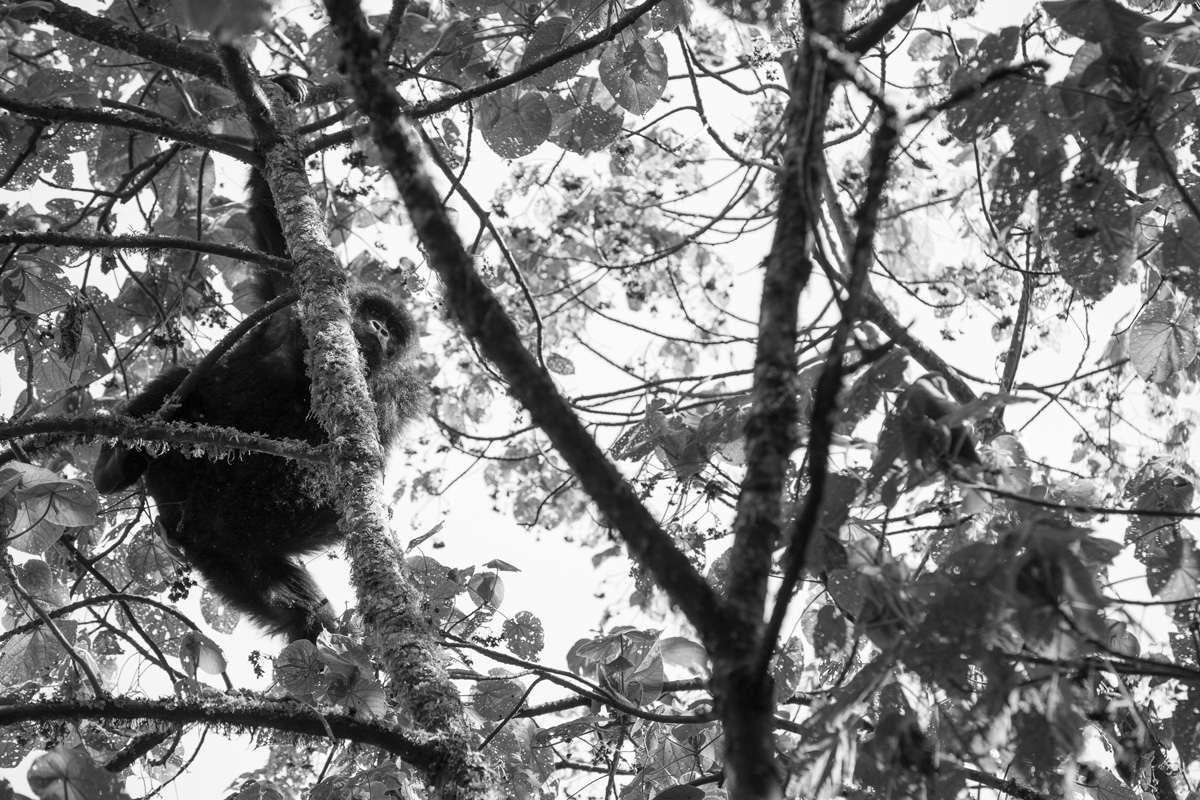 New Baby Gorilla Born to the Hirwa Mountain Gorilla Group