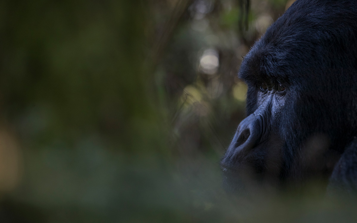 Seven Batwa Families Received New Homes in the Gahinga Batwa Village