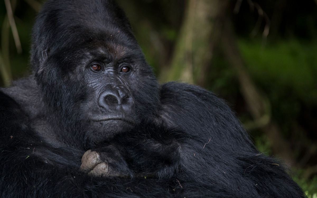 Safeguarding the Chimpanzees, Wildlife and Habitat of Kyambura Gorge