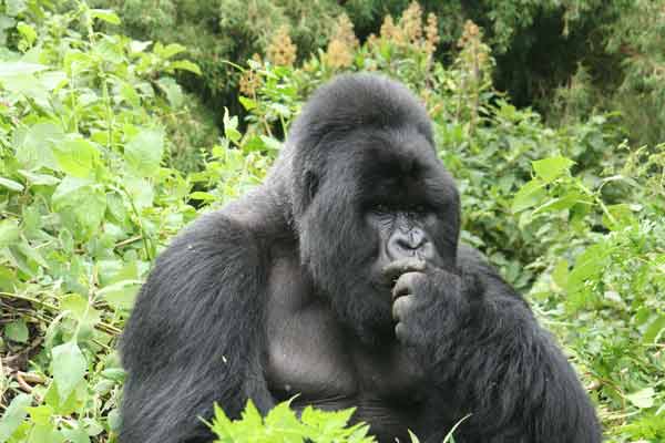 Invitation to Join a Fascinating Talk on Complex and Urgent Challenges of Great Ape Conservation and Sustainable Ecotourism in Rwanda and Uganda