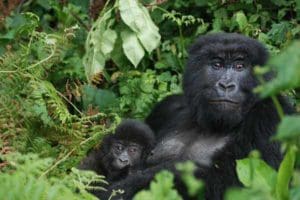 New Baby Gorilla Born to the Pablo Family on World Ranger Day