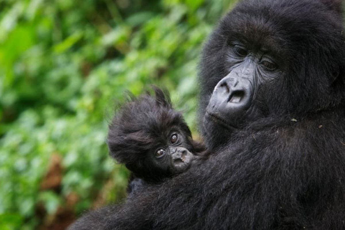 Did you know female gorillas often reunite with old companions even after years apart?