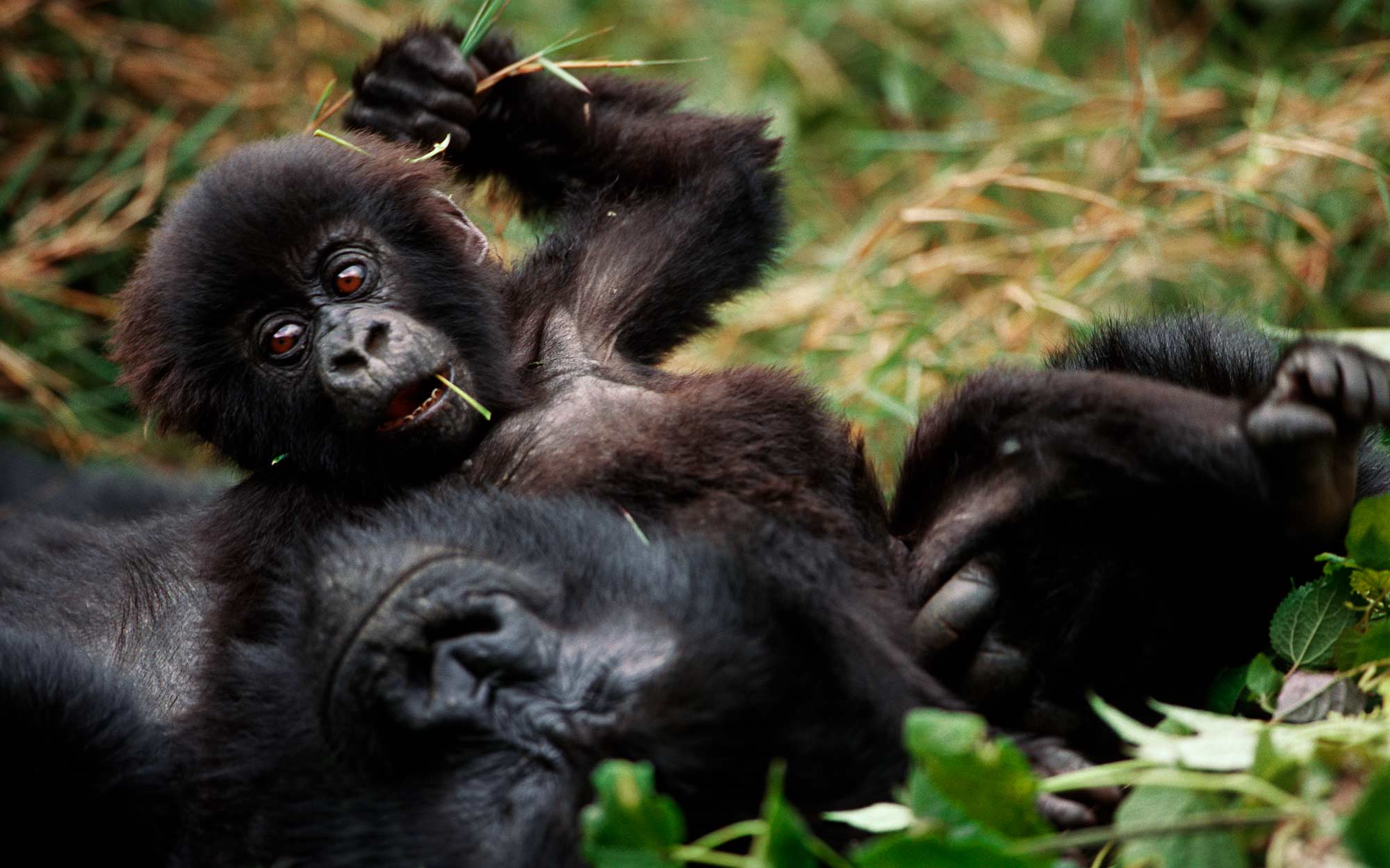 Join the ATTA webinar: "Volcanoes Safaris curated Chimpanzee Safari in Uganda"