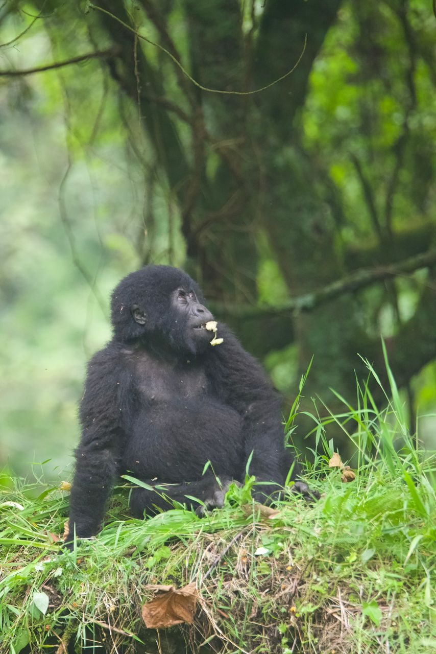 Remembering Sebastião Salgado