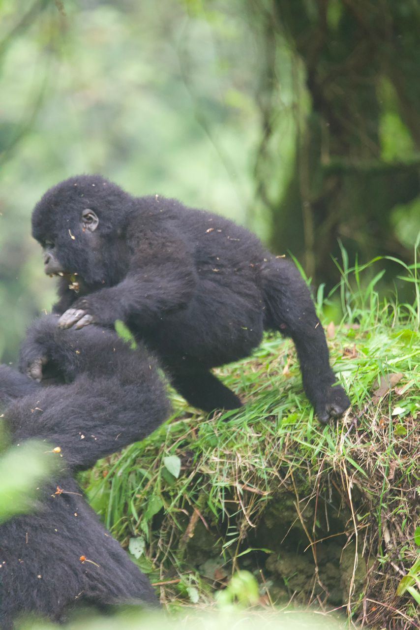 Tibu and Jacob Take Over the Mweya Peninsula