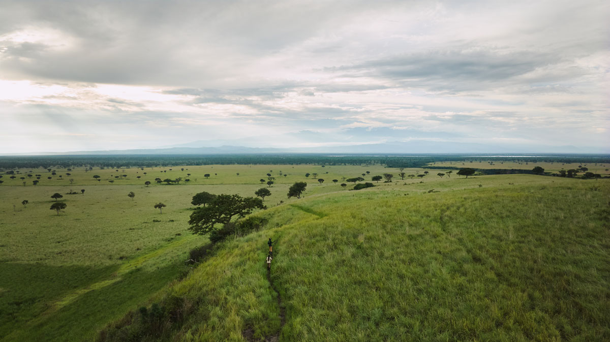 Guest Blog Series: Chimpanzee Habituation by Saidi Kakuru