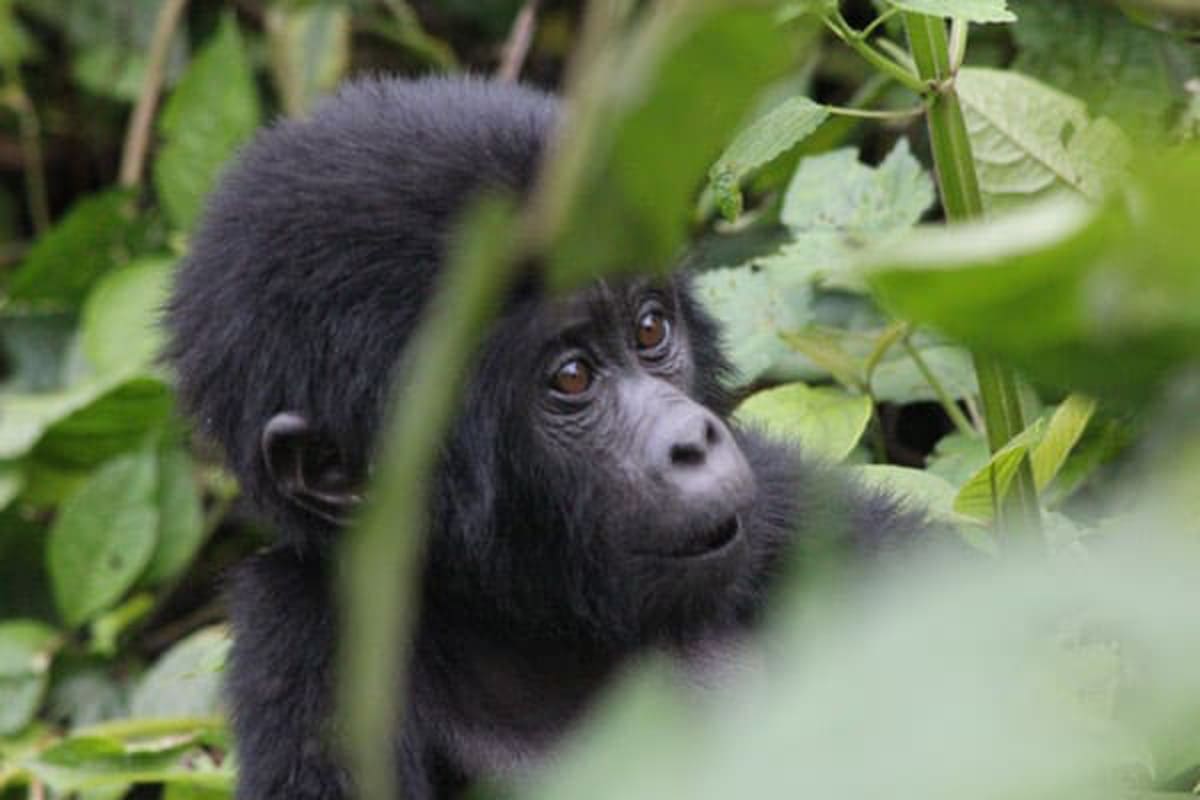 NEW! 5-Day Uganda/Rwanda Safari