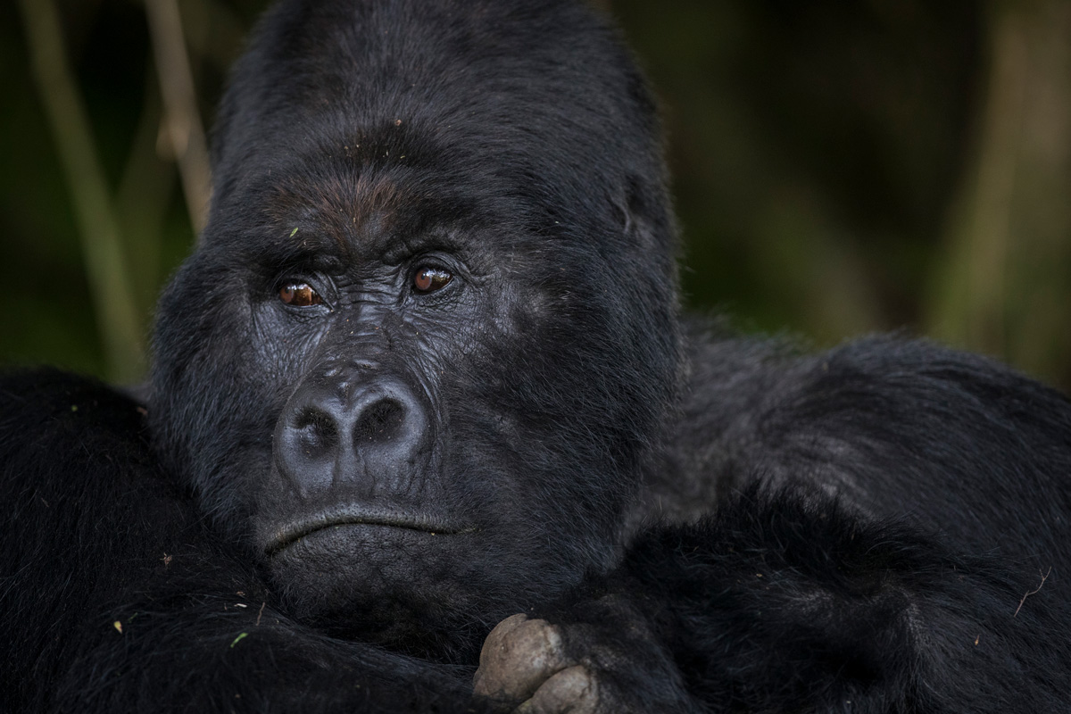 Gorilla Habitats Dwindling Fast