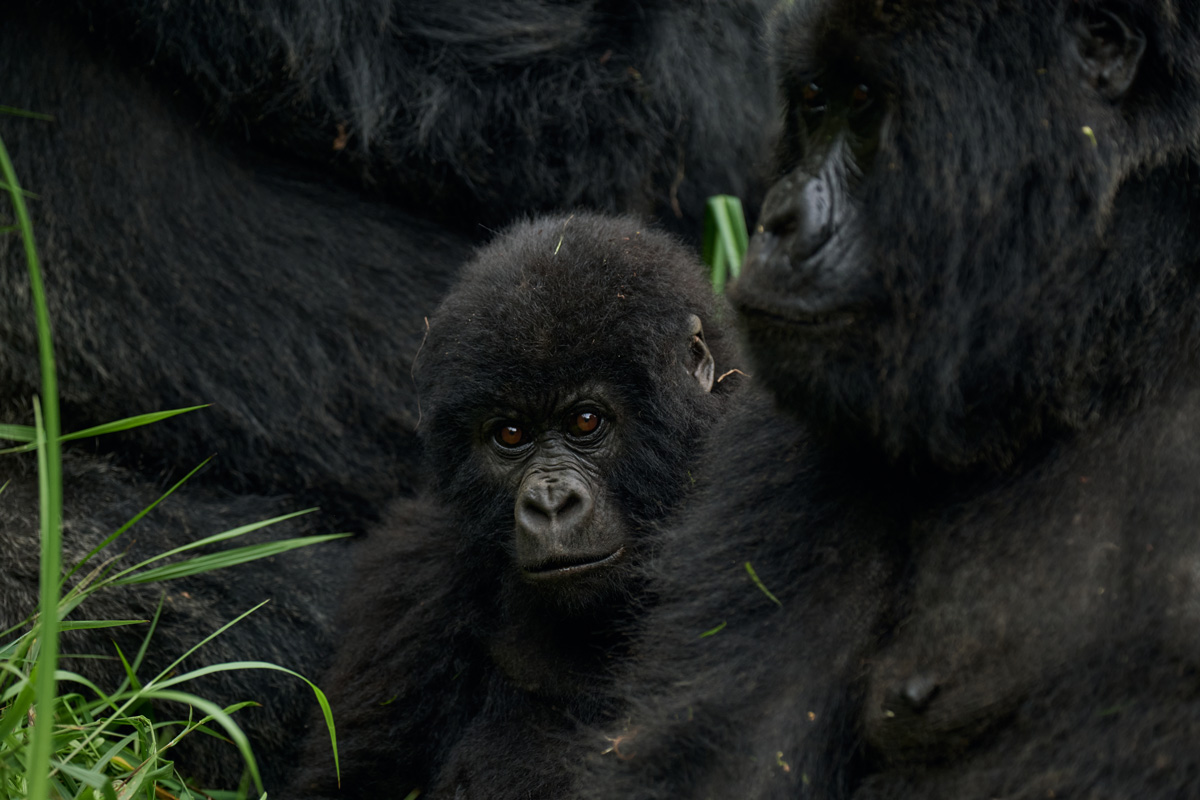 Mgahinga National Park in Uganda