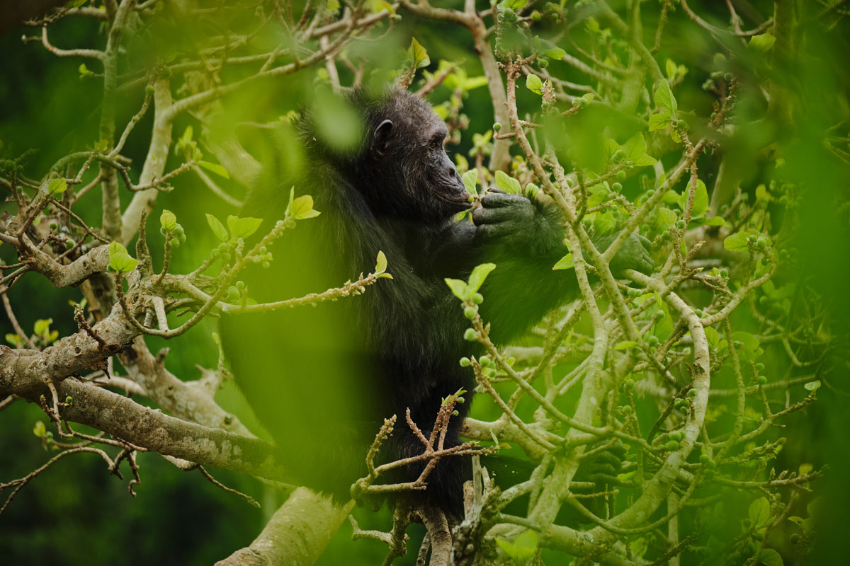 The Iconic Chimp Sites of Africa: Kibale and Kyambura