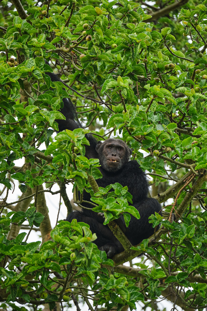 Gorilla tracking in Uganda: Learning to track the animals thanks to the new government programme