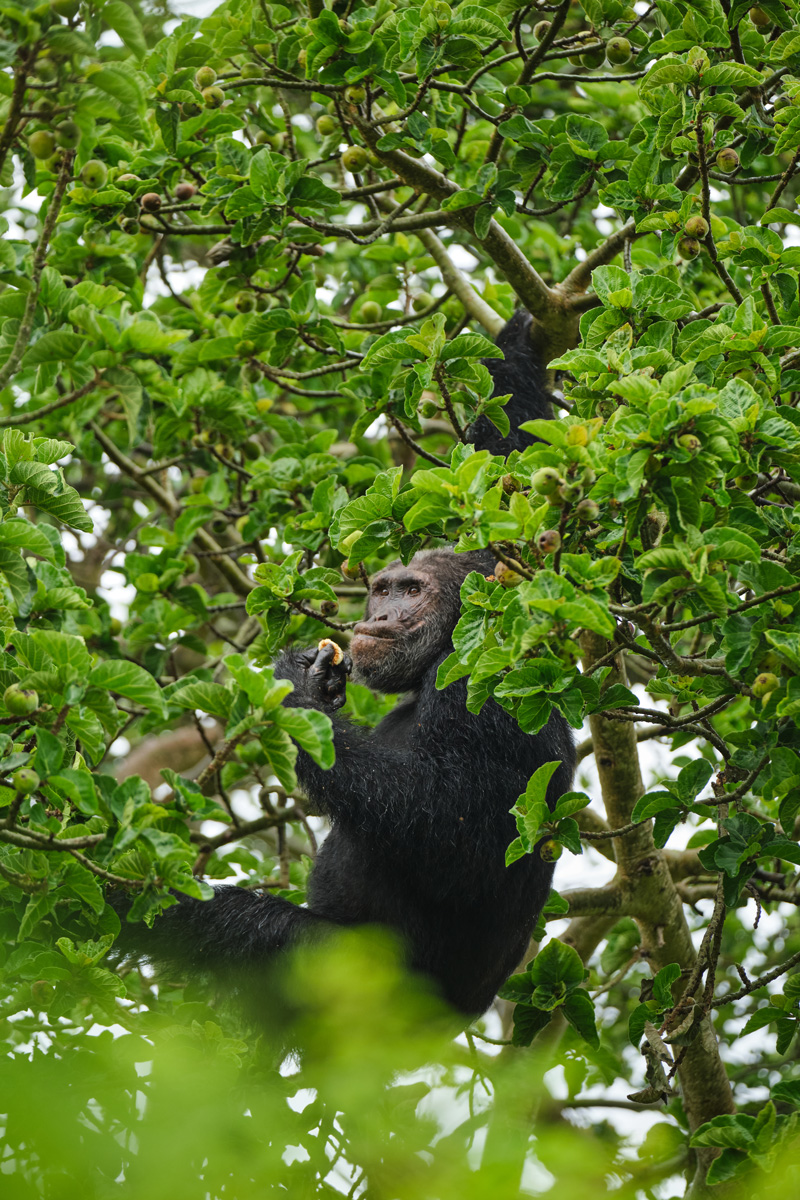 Christie’s Experience