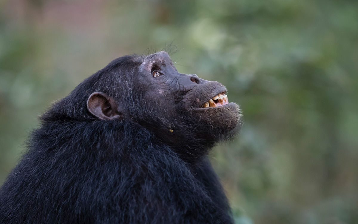 Destinations Rwandan Lodge to Open Dian Fossey Map Room