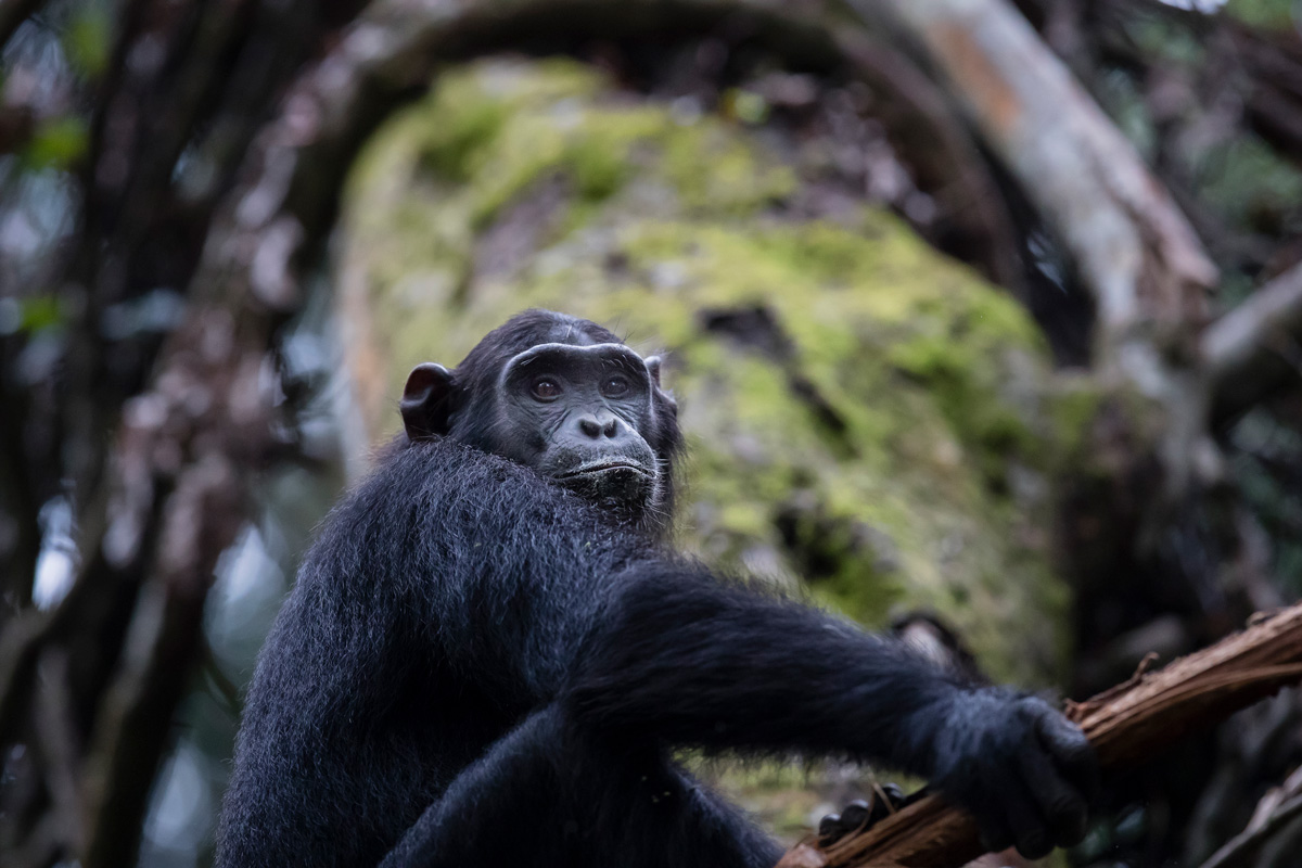 An Epic jounery to find the endangered mountain gorilla
