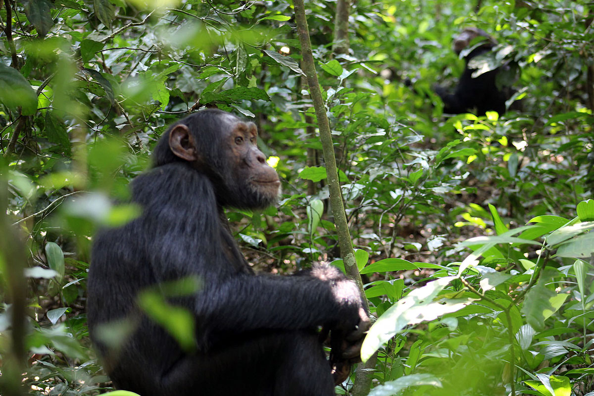 Big Beasts of the Impenetrable Park