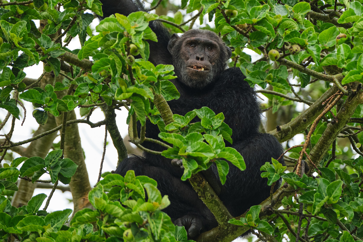 Gorilla trekking in Rwanda and Uganda: heading into the mist