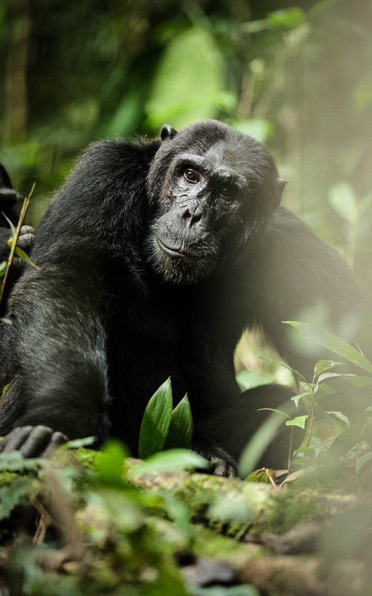 Best Hotels in Uganda