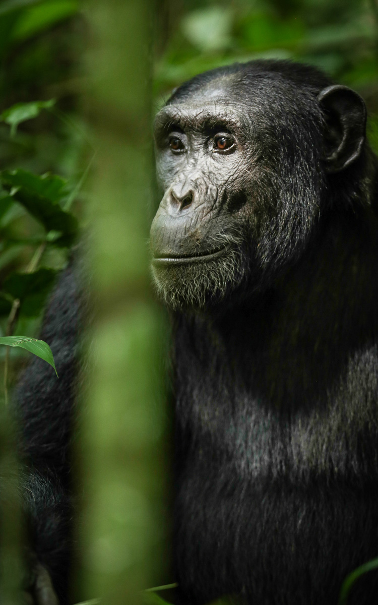 Face to Face, An encounter with Central Africa’s elusive mountain gorillas